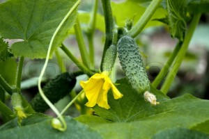 1283254-flowering-cucumbers[1]